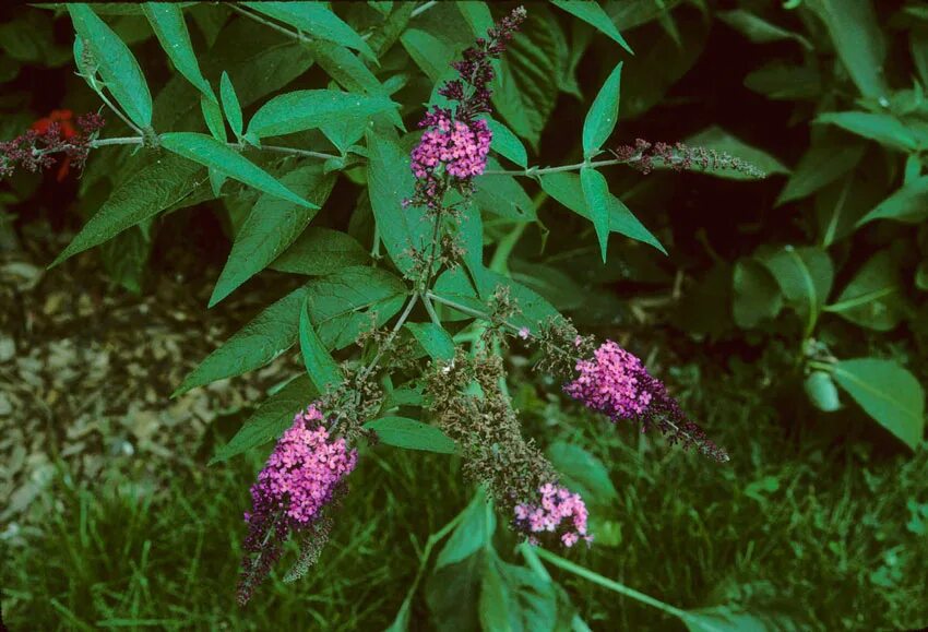 Буддлея уход в открытом грунте. Buddleja japonica. Будлея сиреневая куст. Буддлея соцветие. Buddleja davidii прививание.