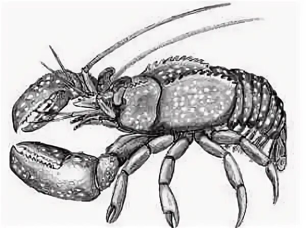 Десятиногие ракообразные. Отряд десятиногие раки. Многообразие ракообразных. Отряд десятиногие раки. Ракообразные краткое описание.