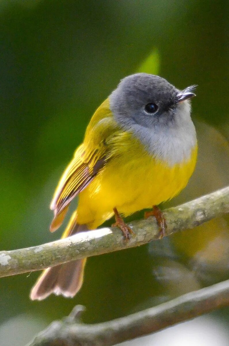 Nice birds. Золотобрюхая зарянковая мухоловка. Grey-headed Canary-Flycatcher. Желтозадый цветосос. Желтозадый цветосос птица.