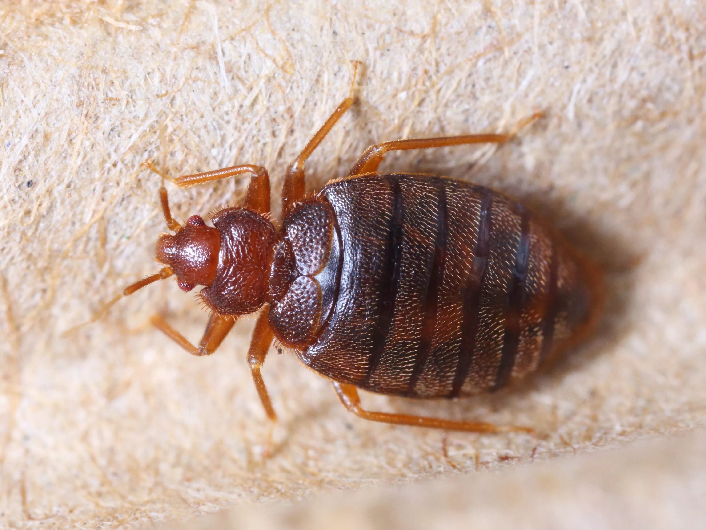 Постельный клоп (Cimex lectularius). Жук клоп квартирный. Постельный клоп (Cimex hemipterus). Cimex hemipterus клоп. К чему снятся клопы женщине много живые