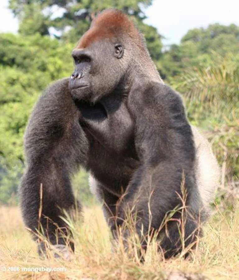 Равнинная горилла. Гориллы в африке. Крупная обезьяна обитающая в африке. Крупная обезьяна обитающая в африке. Восточная равнинная горилла гориллы.