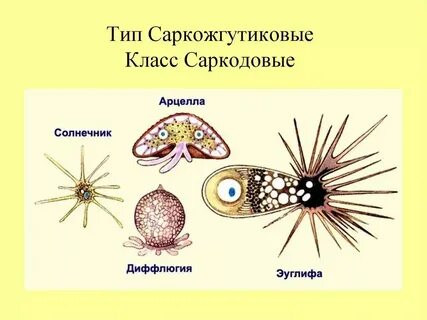 Какие классы относятся к типу простейшие