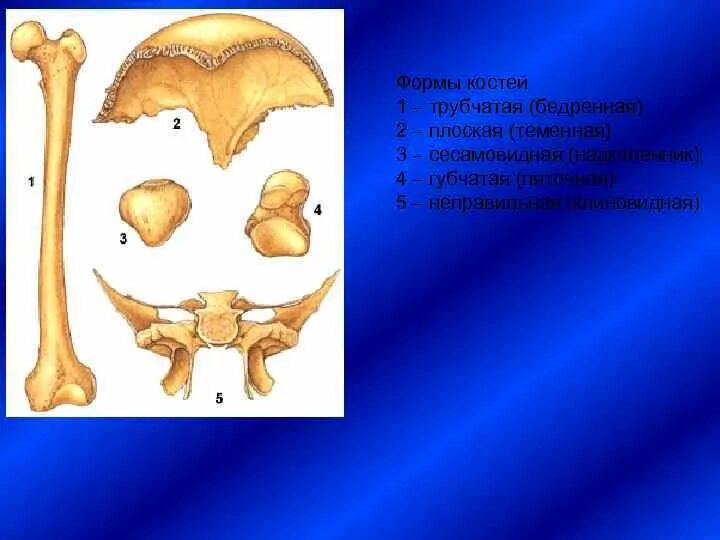 Трубчатые 2 губчатые. Плоские кости черепа. Губчатые кости черепа. Бедренная кость трубчатая или плоская. Надколенник губчатая кость.