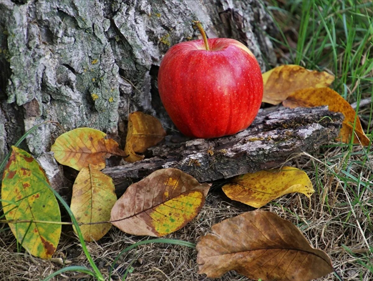 Осенью с яблони собрали яблоки желтые зеленые. Осень яблоки. Лист яблока. Осенняя яблоня. Яблоки в осеннем саду.
