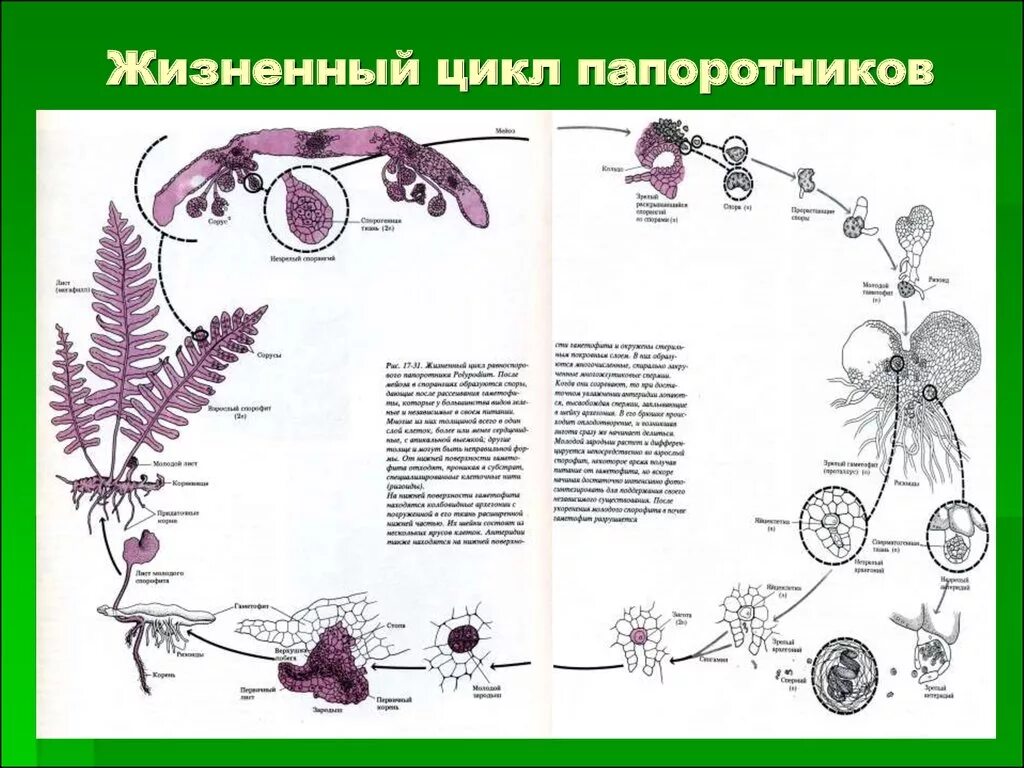 Цикл развития папоротника. Жизненный цикл щитовника мужского. Схема развития папоротника. Цикл развития папоротникообразных.