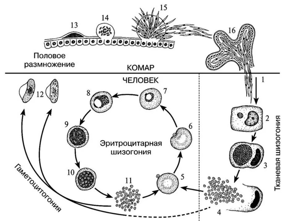 Жизненный цикл малярийного плазмодия схема. Цикл развития малярийного плазмодия шизогония. Цикл развития споровиков малярийного плазмодия. Стадия жизненного цикла паразита малярийного плазмодия. Малярия цикл развития малярийного плазмодия