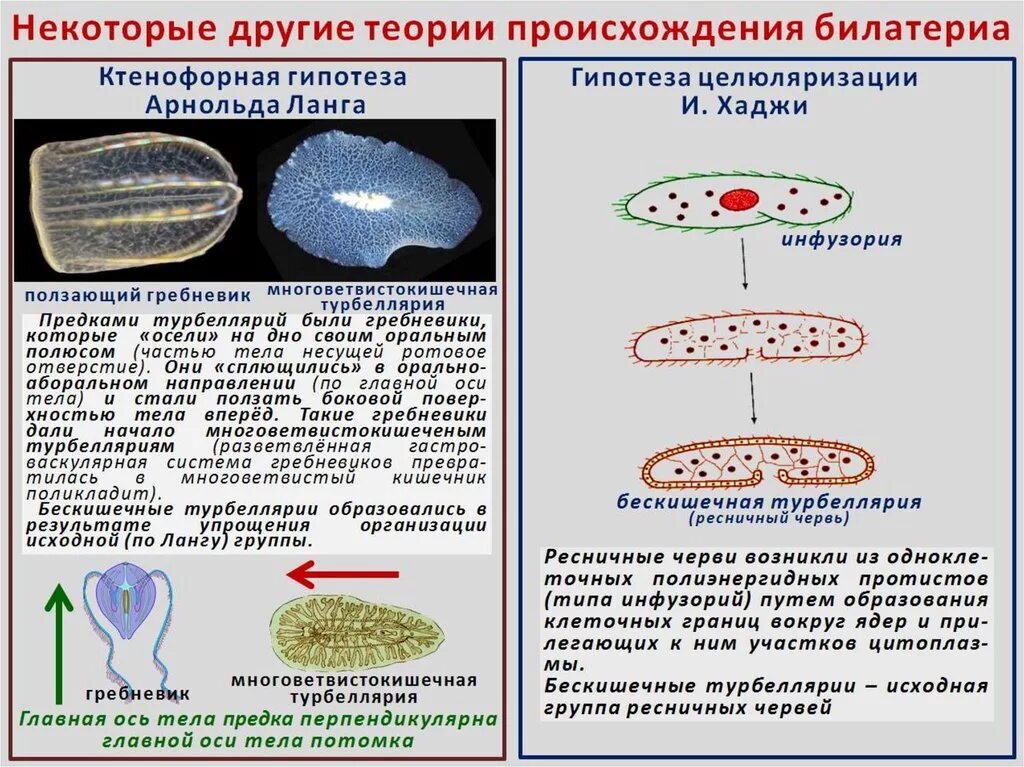 Прибалтийская гипотеза. Бескишечные турбеллярии строение. Теории происхождения турбеллярий. Возникновение билатерий гипотезы. Класс Ресничные черви происхождение.