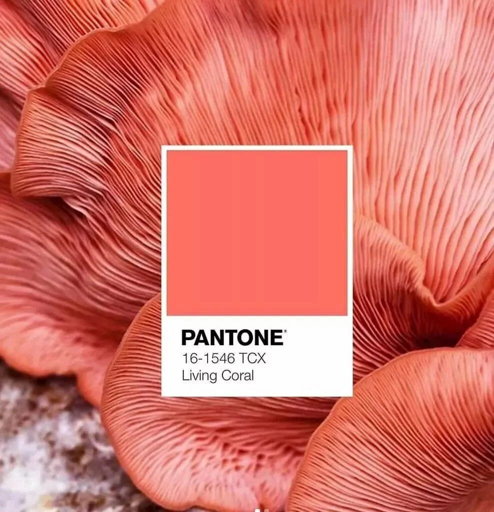 Пантон. Pantone цвет года. Оттенки розового цвета Pantone. Коралловый понтон. Pantone mushroom