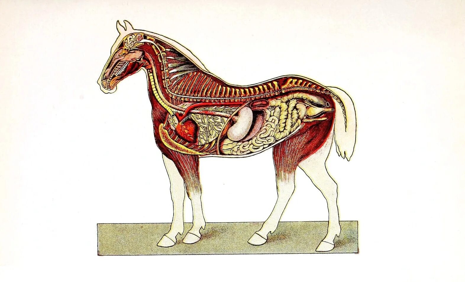 ободочная кишка лошади. схема органов пищеварения лошади. жкт лошади анатомия. система пищеварения лошади. у лошади есть желудок.