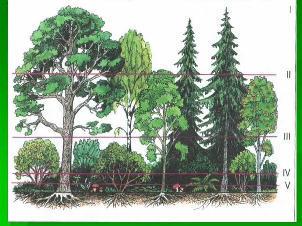 Чем характеризуется биоценоз смешанного леса ярусность плохой. Этажи ярусы леса. Ярусность лесного биоценоза. Ярусы леса 1 ярус. Ярусность лесного фитоценоза.