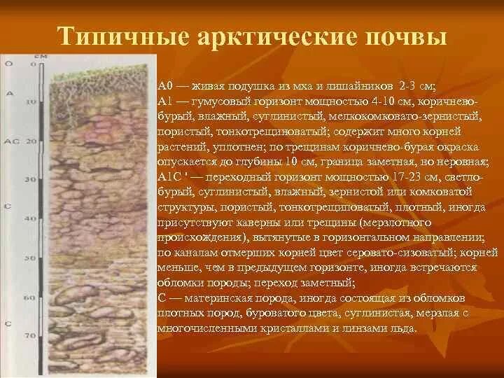 Характеристика почв арктических пустынь. Тундрово-глеевые почвы профиль. Почвенный профиль арктических почв. Гумусовый Горизонт арктических почв. Почвенный Горизонт тундрово глеевой почвы.