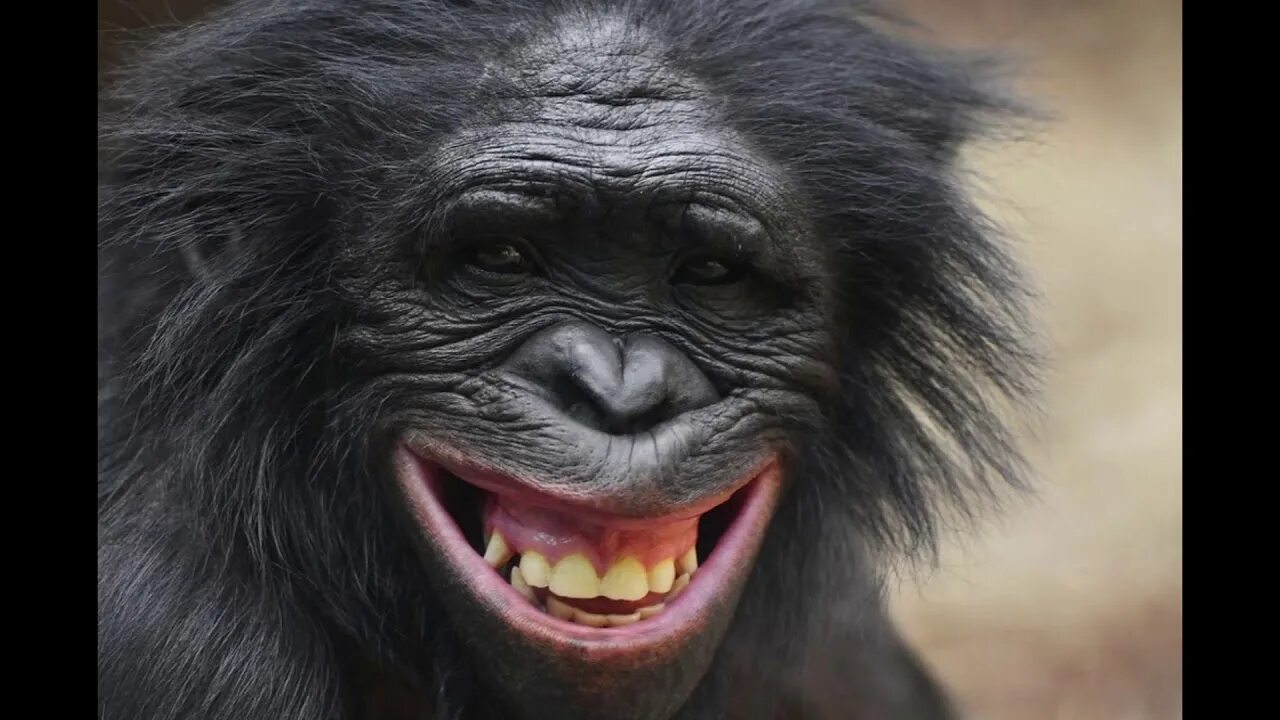 Покажи улыбающихся зверей. Шимпанзе бонобо. Животные смеются. Обезьяна смеется. Улыбка животных.