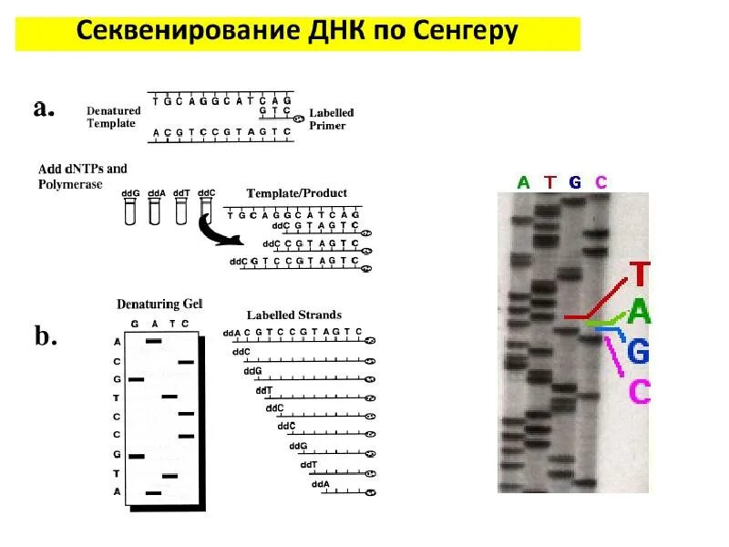 Секвенирование метод сэнгера. Сэнгер секвенирование. секвенирование по методу сэнгера схема. секвенирование днк метод сэнгера. секвенирование днк схема.