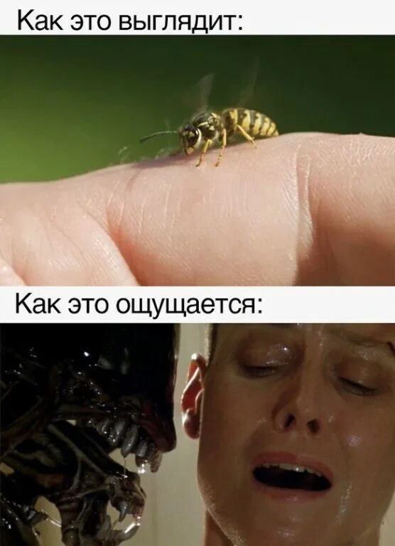 Ненавижу осу. Ненавижу ос. что ненавидят осы. ощущается как мемы.