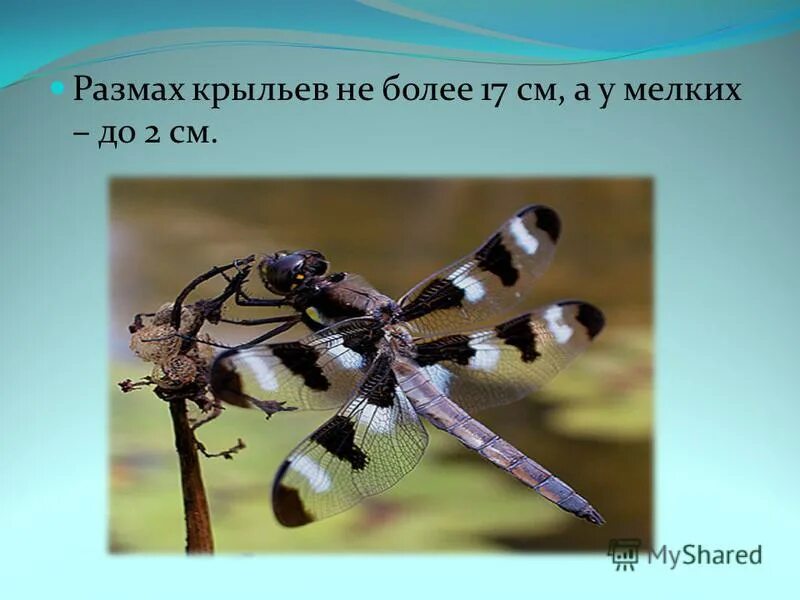 масса стрекозы составляет. стрекоза длина тела. стрекоза сидит. масса стрекозы в граммах. вес стрекозы.