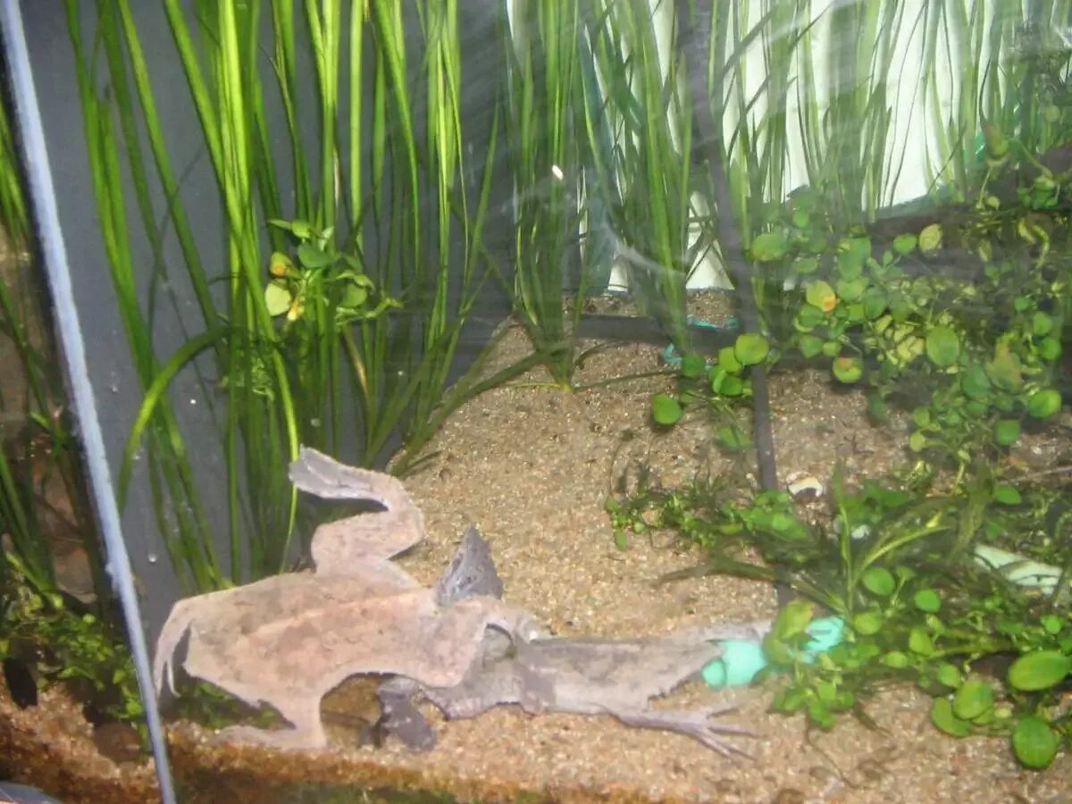 Лягушка шпорцевая аквариумная. Карликовая лягушка гименохирус. Аквариумная лягушка гименохирус. Пипа Суринамская в аквариуме. Лягушки в аквариуме с рыбками