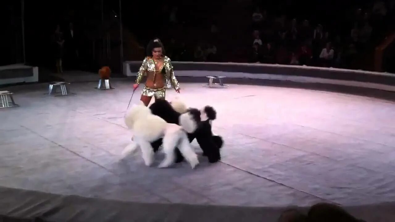 There a funny dog at the circus