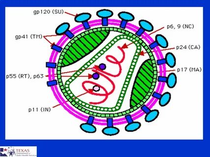 Hiv p24