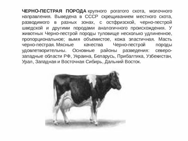 Характеристика черно-пестрой породы крупного рогатого скота. Стандарт черно пестрой породы КРС. Черно-пестрая порода крупного рогатого скота, молочного направления.. Характеристика чёрной пестрой коровы.