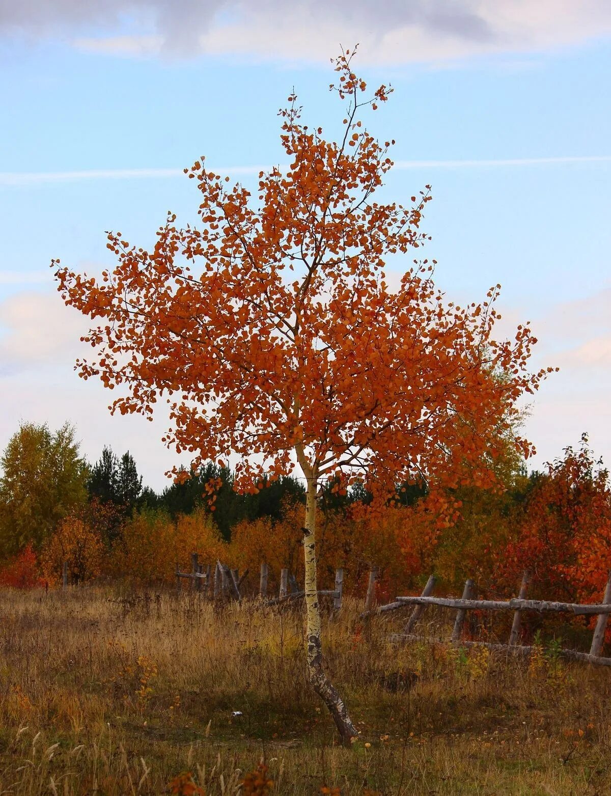 Осина дерево красная. Осенняя осина. Осина дерево осенью. Осина осенью. Осинка листья осенью