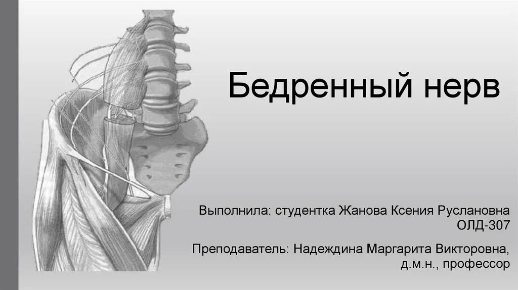 Невропатия бедренного нерва. Нервы бедра. Бедренно половой нерв. Воспаление бедренного нерва.