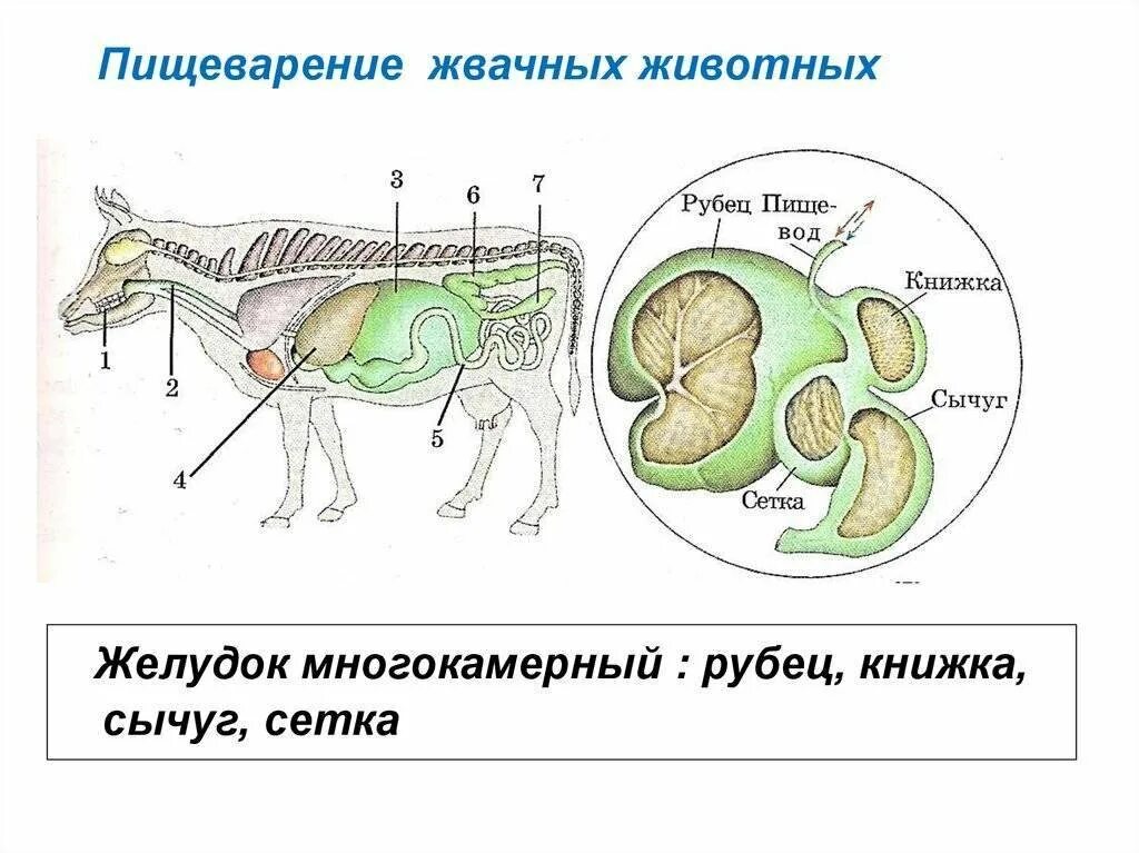 Отделы жвачных животных. Система пищеварения жвачных парнокопытных. строение пищеварительной системы жвачных животных. отделы пищеварительной системы жвачных млекопитающих. пищеварительная система парнокопытных жвачных животных.