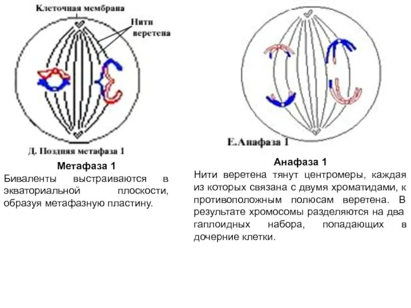 Метафаза 1 анафаза 1 процесс. Анафаза мейоза 1. фазы мейоза метафаза 1. анафаза 1 редукционного деления мейоза. метафаза 1 анафаза 1.