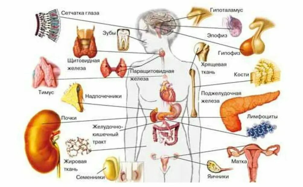 Их в организме человека. Гормоны человека. Гормоны и органы. Человек органы гормоны. Гормоны человека схема.