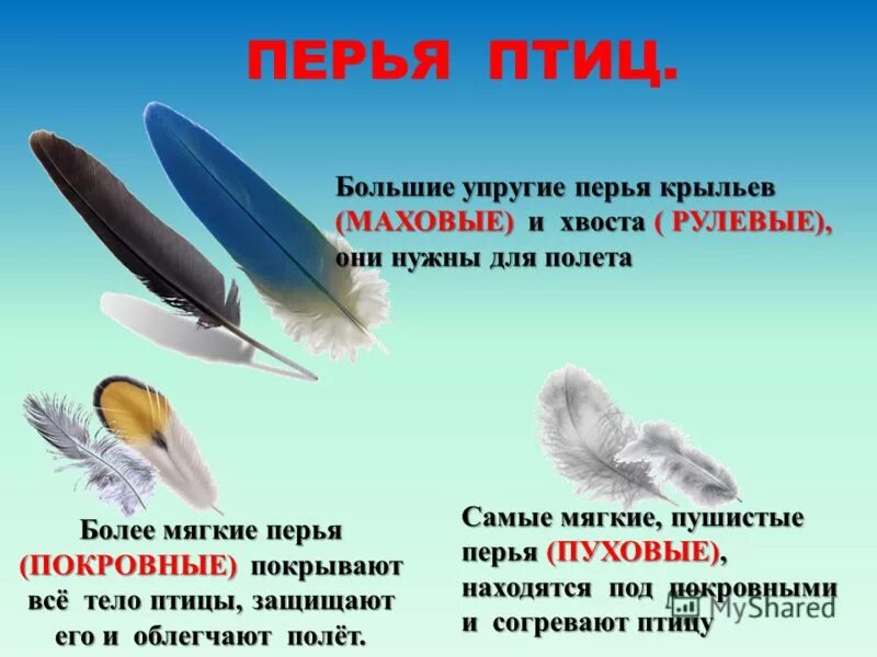 перо класс. строение пера птицы 1 класс. птичье перо. красивое перо. контурное перо птицы.