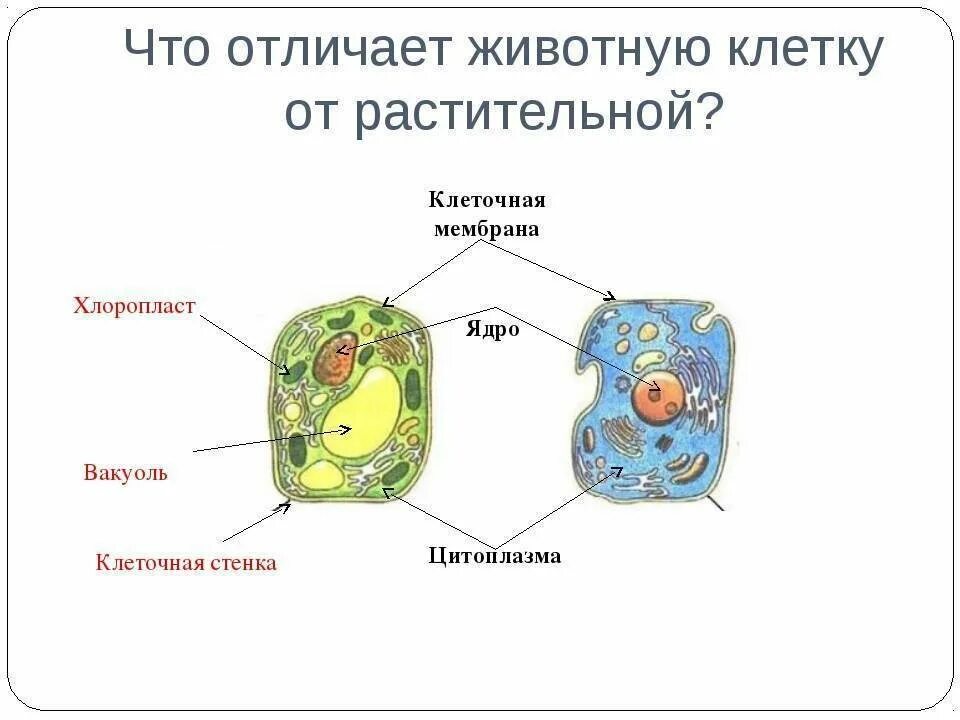Различия строения клеток. Чем отличается клетка животного от клетки растения. Чем отличается клетка животного от растительной клетки. Отличие клеток растений от клеток животных. Отличие клетки животного от клетки растения.