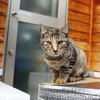 Кошки домашние беспородные