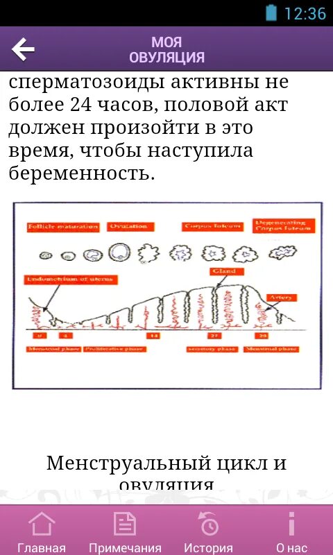 Окончание овуляции