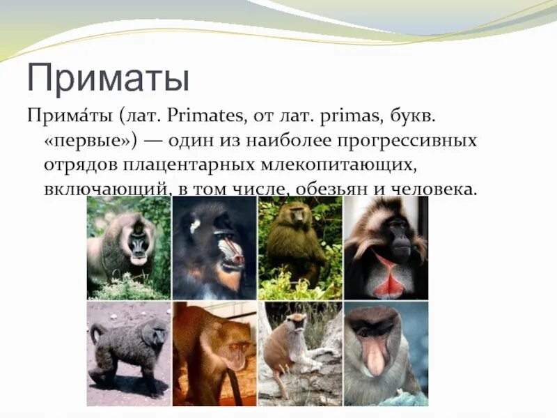 Присматые представители и характеристика. К человекообразным обезьянам относится. Отряд млекопитающих приматы. Обезьяны семейства гоминид. Класс млекопитающие отряд приматы.