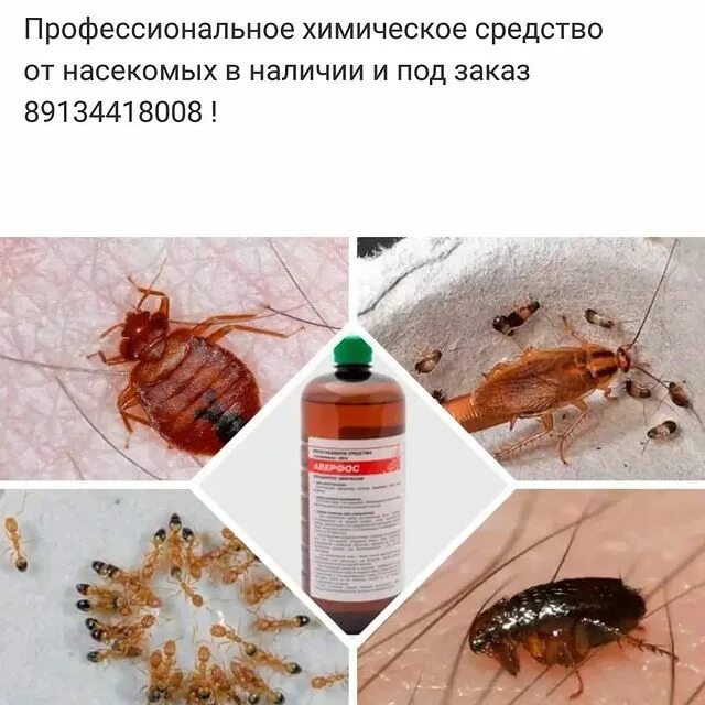 завелись клопы в квартире и как избавиться. клоп постельный кровососущий паразит. завелись клопы в квартире и как избавиться. клопы постельные экскременты. личинки диванных клопов.