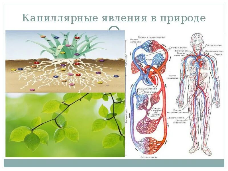 Капиллярные явления это... Что такое Капиллярные явления?