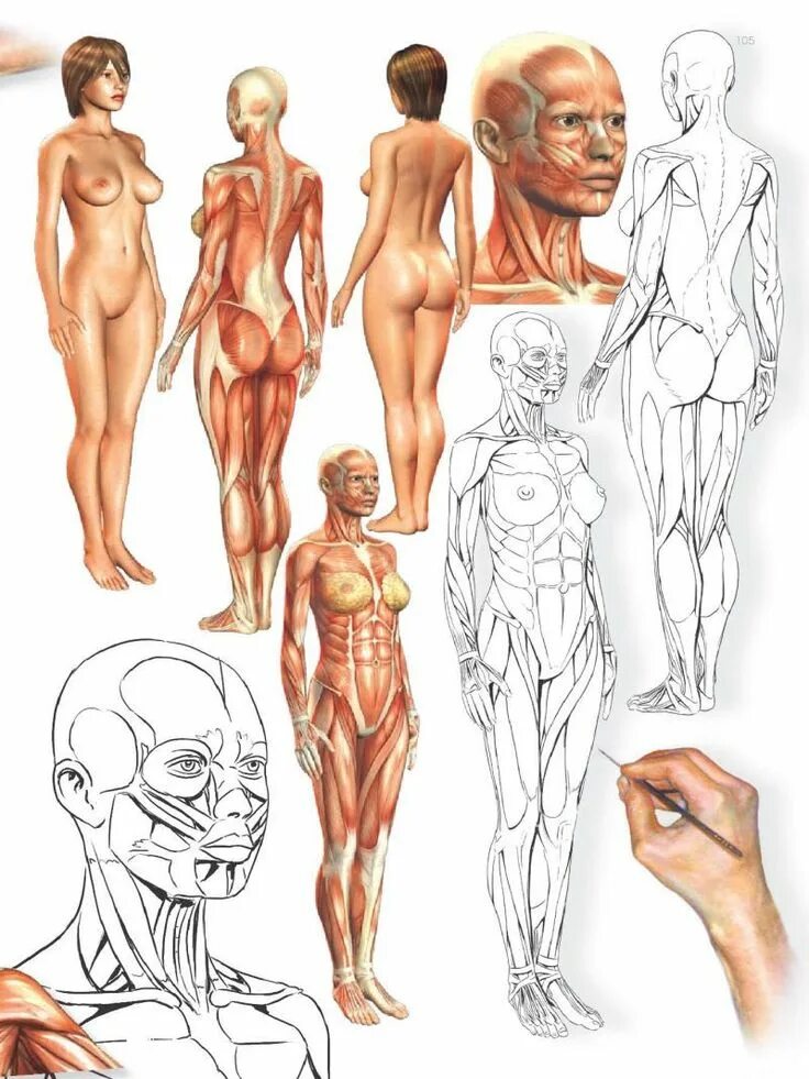 Анатомия для художников. Анатомия женщины для художников. Анатомия человека для рисования. Анатомические зарисовки.
