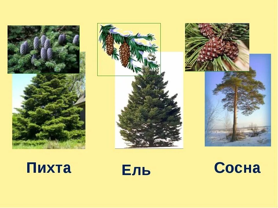 Дерева деревья различие. Елка пихта сосна. хвойные деревья ель сосна пихта кедр. ель елка пихта отличия. ель пихта сосна кедр лиственница.