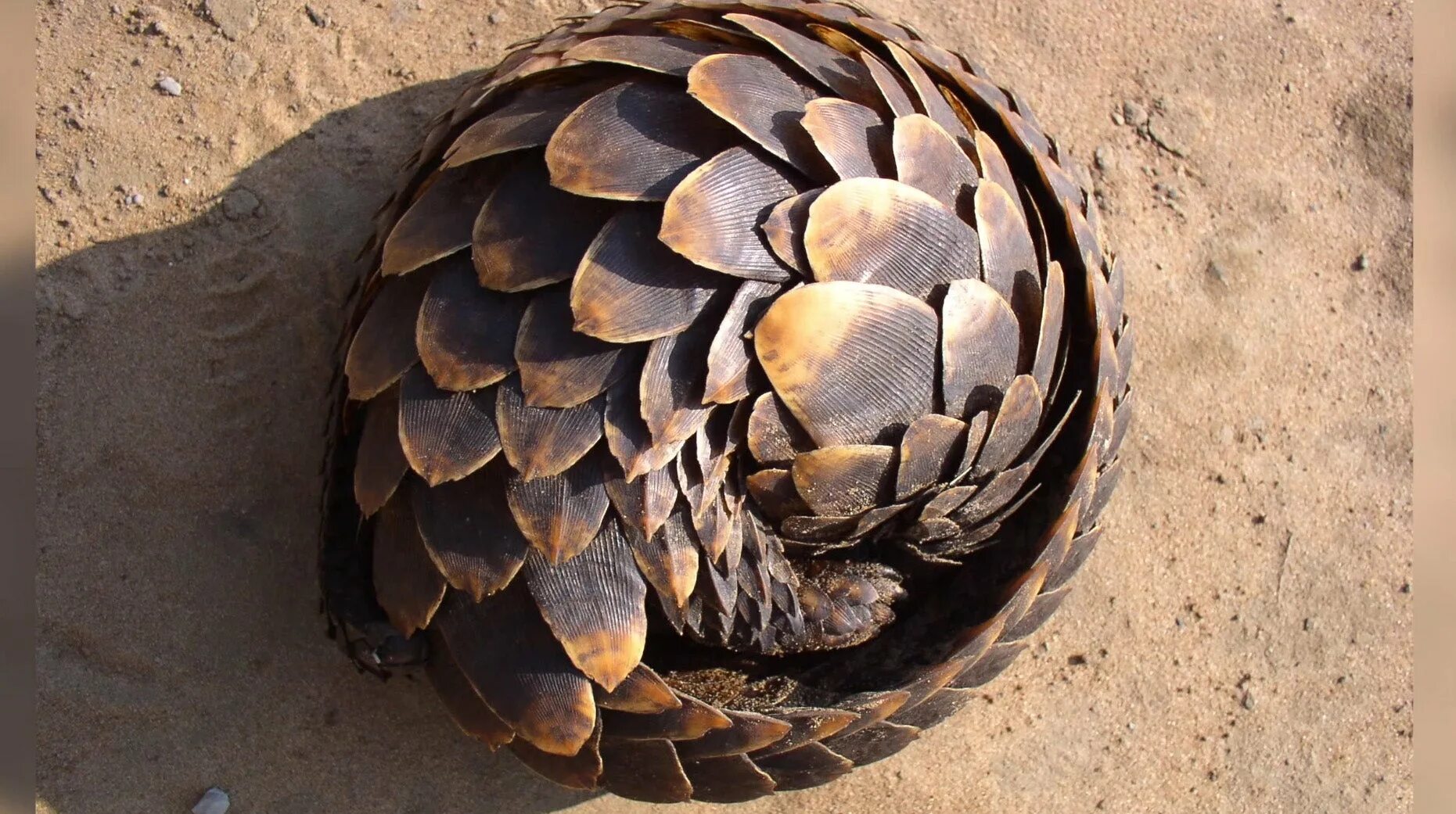 ящер панголин броненосец. броненосец животное панголин. животное с чешуей. животное с чешуей. китайский ящер панголин.