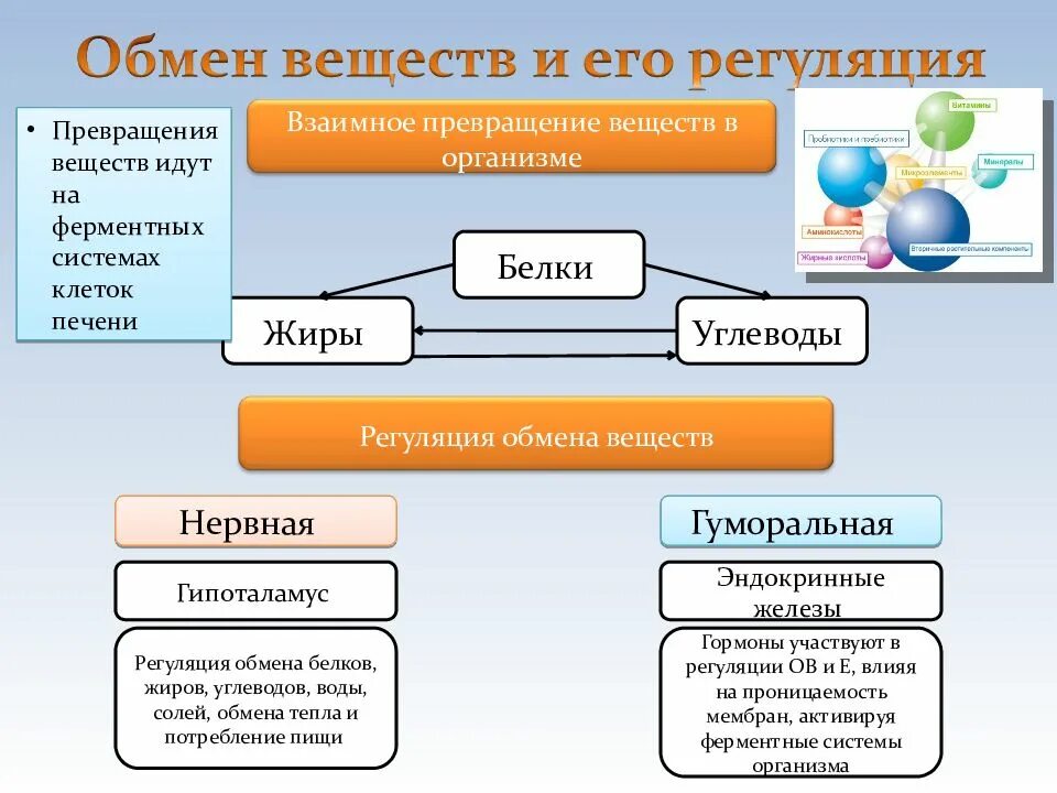 Функции белков и жиров в организме. Обмен веществ схема белки жиры углеводы. обмен белков жиров и углеводов в организме функции. регуляция обмена белков. регуляция белков жиров и углеводов.