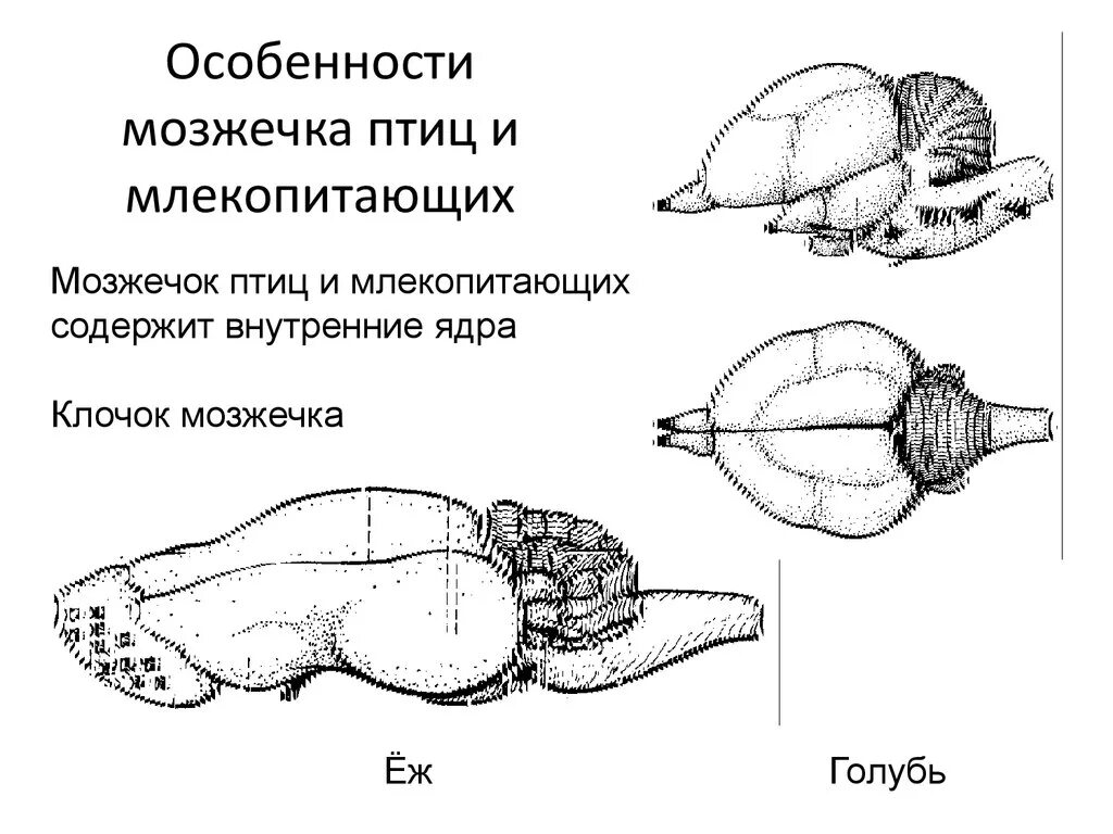 Центры мозга млекопитающих. Мозжечок у млекопитающих. Нервная система птиц мозжечок. Мозг млекопитающих мозжечок. Мозже,ок у млекопитающих.