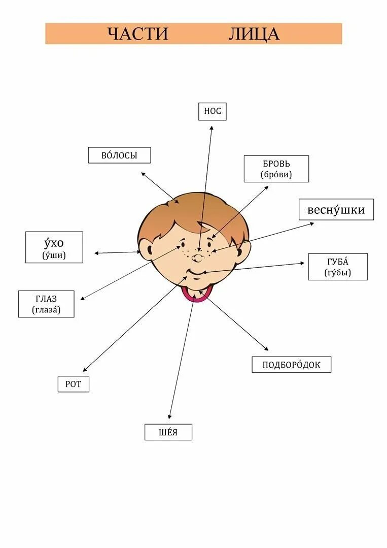 Название лица человека. Части лица названия. Части лица человека. Части лица человека названия для дошкольников. Лицо название частей лица.