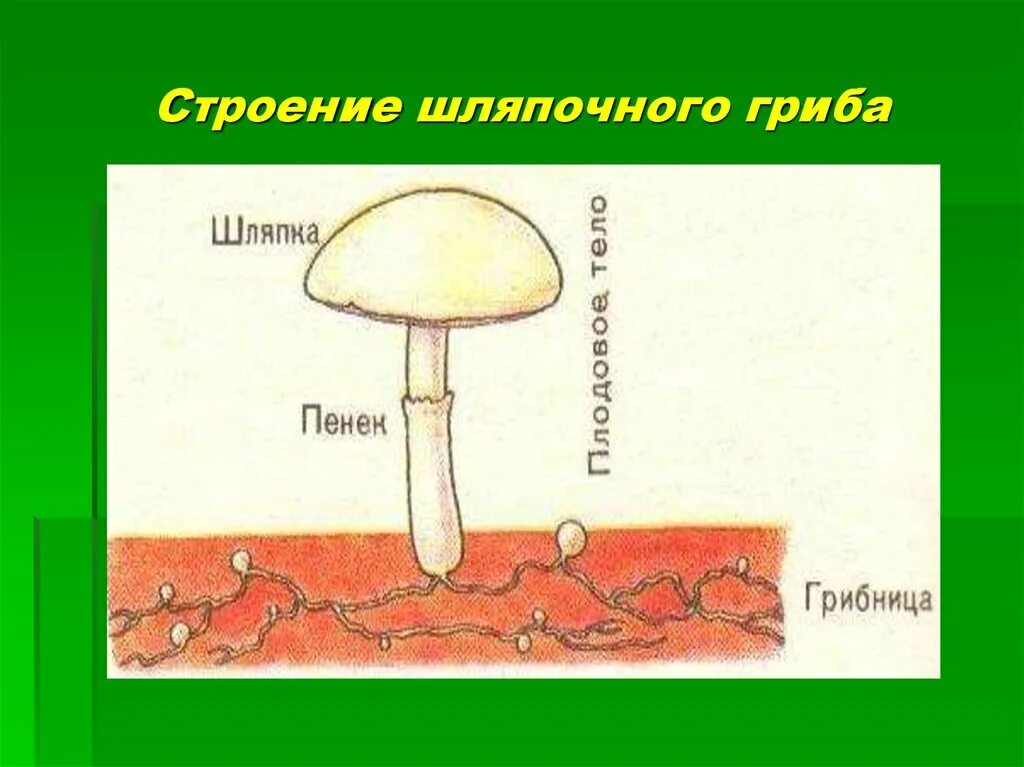 Лабораторная работа шляпочные грибы 7 класс. Грибы строение шляпочных грибов. Гриб строение шляпочного гриба. Строение шляпочных грибов. Строение шляпочного гриба.