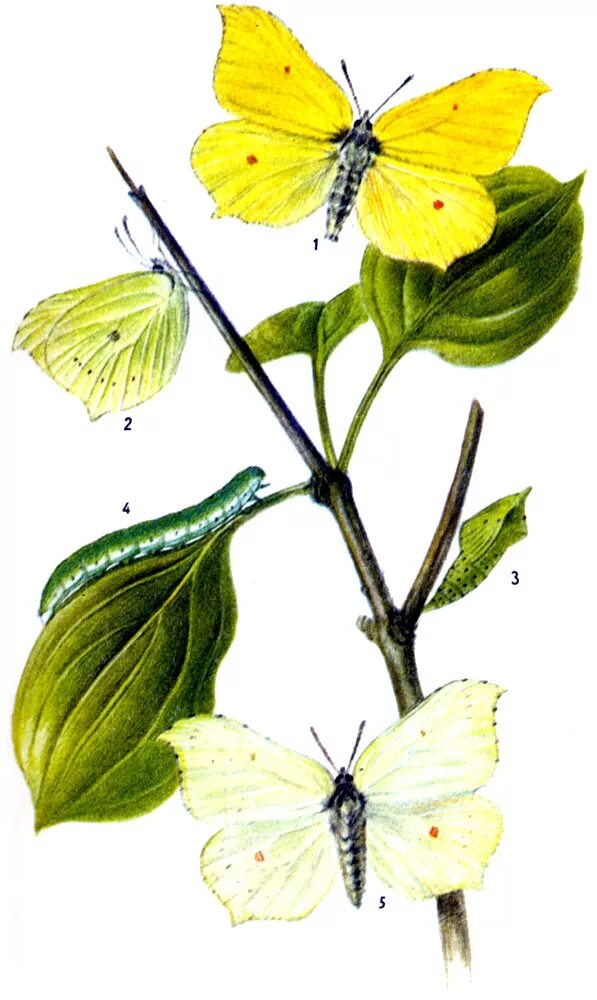 Бабочка лимонница крушинница. Систематика бабочки лимонницы. Gonepteryx. Крушинница самец. Бабочка лимонница рисунок