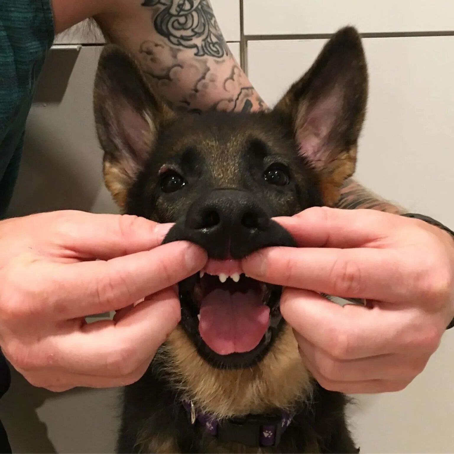 ножницеобразный прикус прикус собаки. прикус зубов у ягдтерьера. зубная система немецкой овчарки. ножницеобразный прикус прикус собаки. молочные зубы у овчарки.