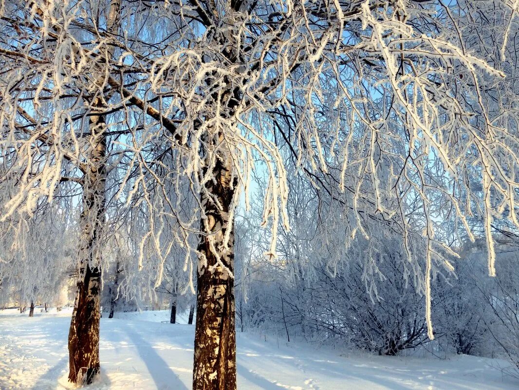 Зимняя березка. Береза зимой. Береза в снегу. Деревья в снегу. Береза зима.