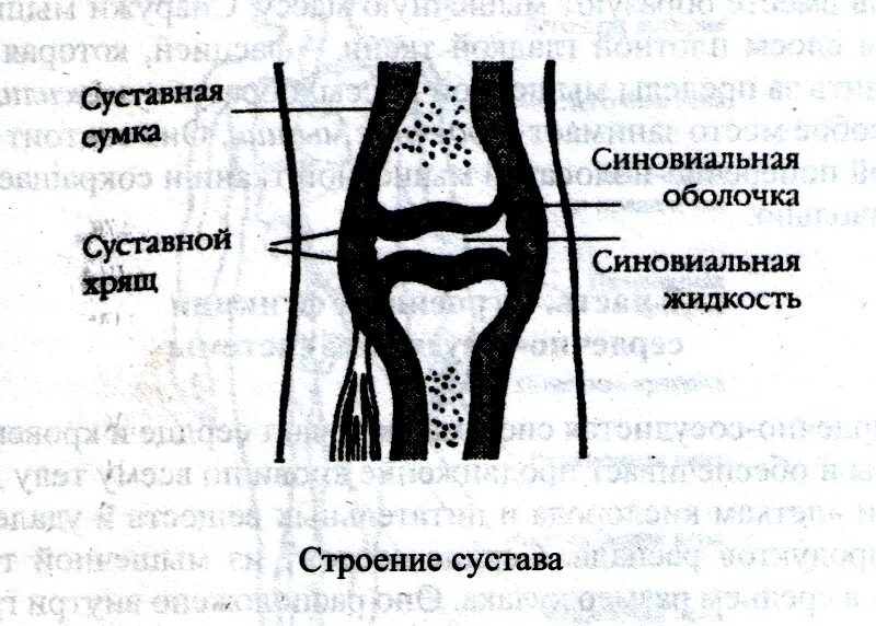 Суставная сумка. Синовиальная сумка. Суставная сумка строение. Суставная жидкость сумка.