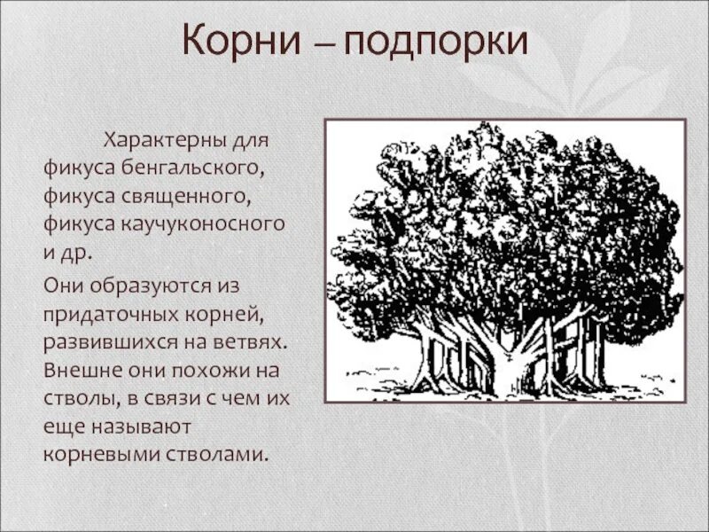 Внутреннее строение корня - презентация онлайн