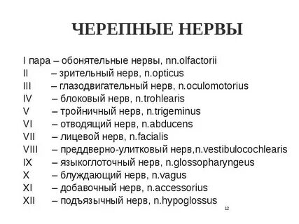 Черепно мозговые нервы vii