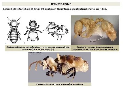Не менее не обычным