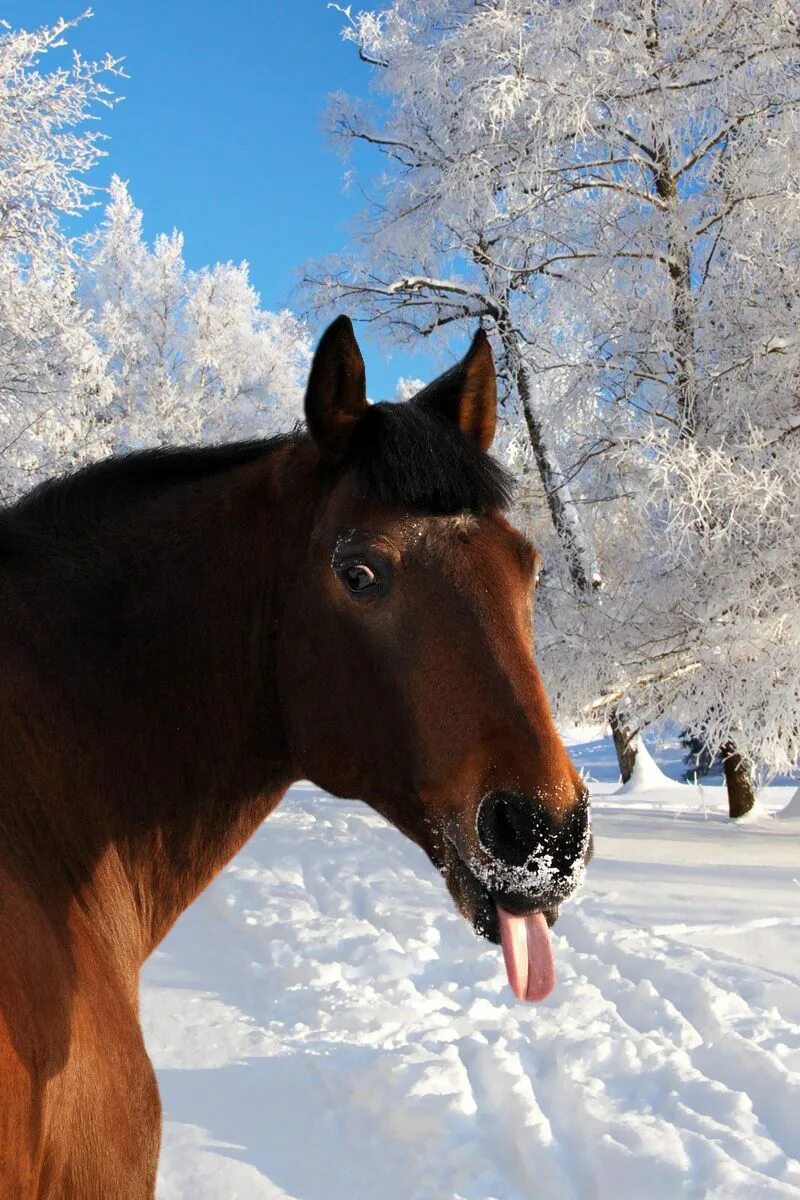 Лошади зимой. Лошади в снегу. Красивые лошади. Красивые лошади зимой.